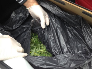 Gümüşhane'de uyuşturucu operasyonu!