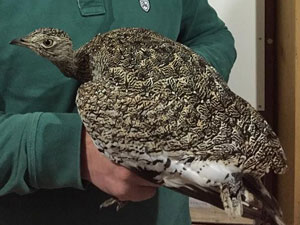 Ordu'da "Mezgeldek" heyecanı