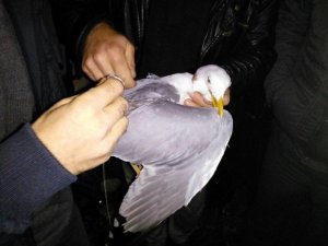 Fatsa'da martı operasyonu