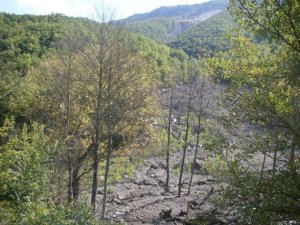 Ormanlık alanda 2 ceset! Bursa haber