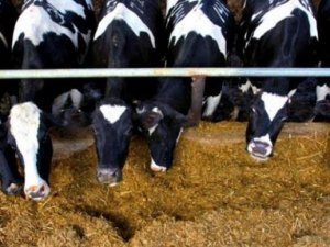 Süt üretimi arttı