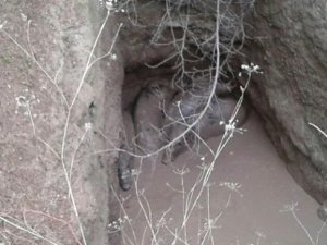 Çukura düşen domuzlar kepçeyle kurtarıldı