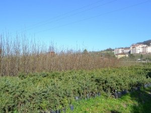 Ordu'ya 16 Milyon Fidan