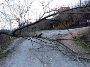 Lodos Yıktı Geçti!
