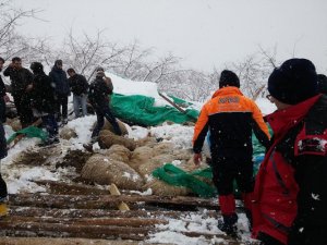 Trabzon'da onlarca hayvan telef oldu