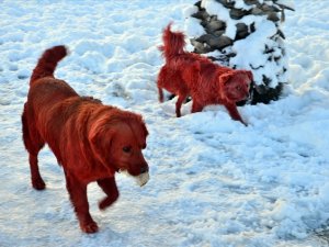 Trabzon'da bu olaya vatandaştan büyük tepki!