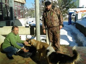 Trabzon'da sokak hayvanları unutulmadı!