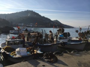 Karadeniz'de 14 yeni balık türü!