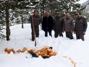 Gümüşhane'de sokak hayvanları unutulmuyor!