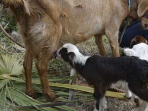 Şaka değil gerçek: Keçi kuzu doğurdu