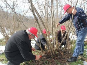 Sertifikalı Budamacılar Fındık Bahçelerine Girdi
