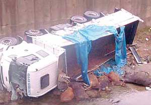 Trabzon'da kurban kazası