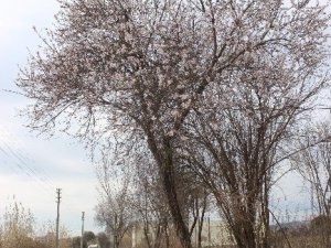 Baharın Müjdecisi Bademler Çiçek Açtı - Aydın haberleri