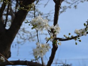Hava sıcaklıklarının artmasıyla ağaçlar çiçek açtı