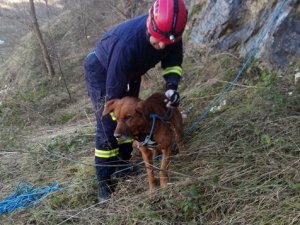 Kayalıklarda mahsur kalan köpek için operasyon!