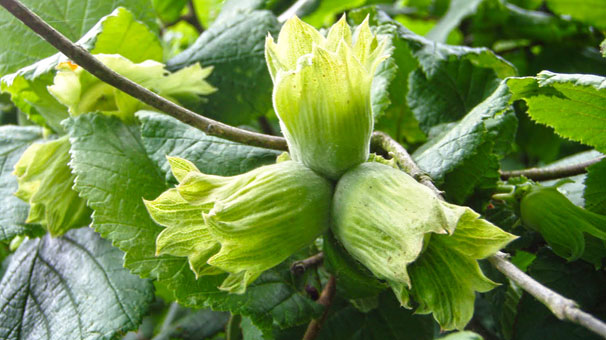 Fındık'da büyük tehlike