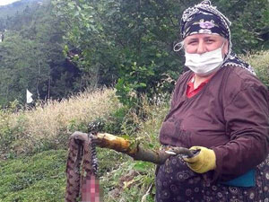 Rizeli kadın köye korku salan yılanı öldürdü!