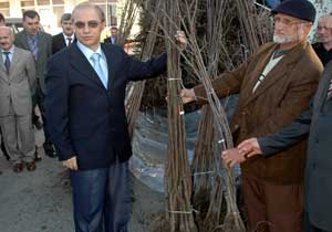 Trabzon hurması fidanı dağıtıldı