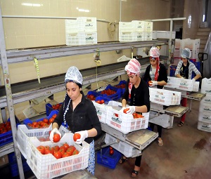 Domateste 32.8 milyon dolarlık kayıp