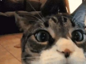 Bu kediler sizi hayrete düşürecek