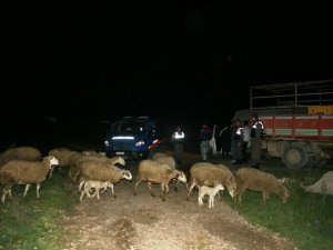 Çaldıkları hayvanları adaklık kurban diye sattılar