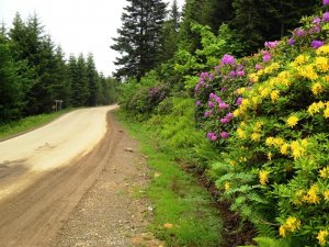 Ordu'da 5 bal ormanı kuruldu