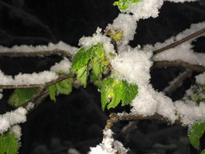 “Mart karı“ fındık üreticilerini endişelendirdi