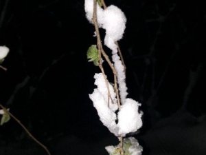 Fındıkta korkulan oldu!