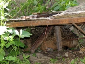 Mahallede Tilki Paniği - Adana haber