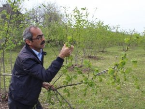 Fındıkta Hasar Tespiti İnceleme