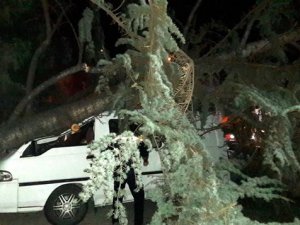 Trabzon’da ağaç aracın üzerine devrildi