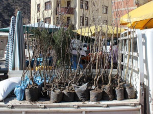 5 bin fidan 15 dakikada tükendi!