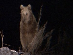 Ayılar şehre indi!