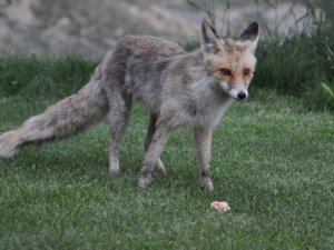 Kümese giren tilki ev sahibini öldürdü
