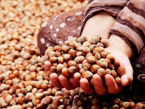 Fındıkta tekelleşme iddiası