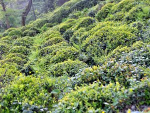 Bahar karı çayı vurdu - Rize Haberleri