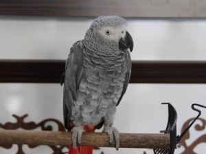 Sur’da psikolojisi bozulan papağan iyileşiyor