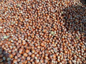 Fındık fiyatı yine 10 liranın altında