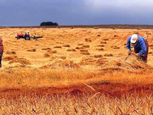 Genç çiftçilere büyük müjde!
