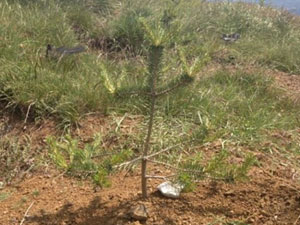 250 sarıçam toprakla buluşturuldu - Bayburt Haber