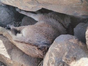 Yaramaz sıpa kurtarıldı