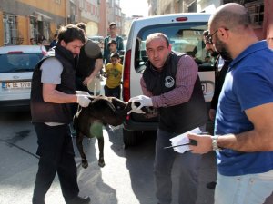 Pittbull dehşeti: 3 yaralı