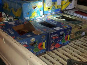 Trabzon'da meyve kasaların kaçakçılık