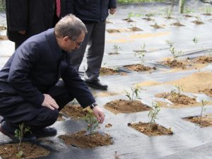 Çay için özel çalışma