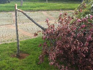 Trabzon'da ağaçlara hain saldırı