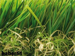 Herkes merak ediyor; Nedir bu hibrit çim?