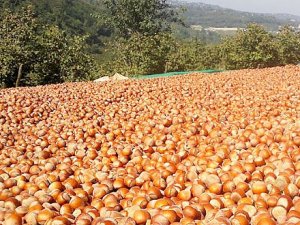 Fındık fiyatı üreticiyi bunaltmaya devam ediyor! İşte son durum