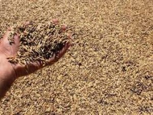 Sezonun ilk arpa hasadı Şanlıurfa'da yapıldı.