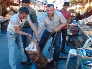 Balıkçıların ağına köpekbalığı takıldı!