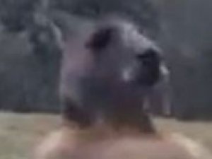 Kanguru güldürürken korkuttu!